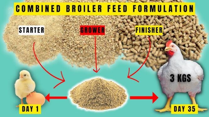 Agro Farm | BROILER FEEDS FORMULATIONS (Starter + Finisher COMBINED) | Make Your Broilers Grow FASTER