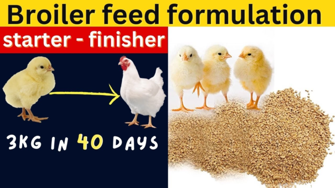 Agro Farm | BROILER FEEDS FORMULATIONS (Starter + Finisher COMBINED) | Make Your Broilers Grow FASTER - Image 4